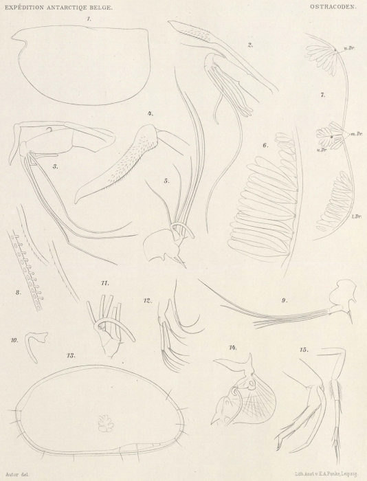 Müller (1906, tafel.1)
