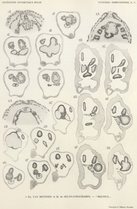 Van Beneden, de Selys Longchamps (1940, pl. 05)
