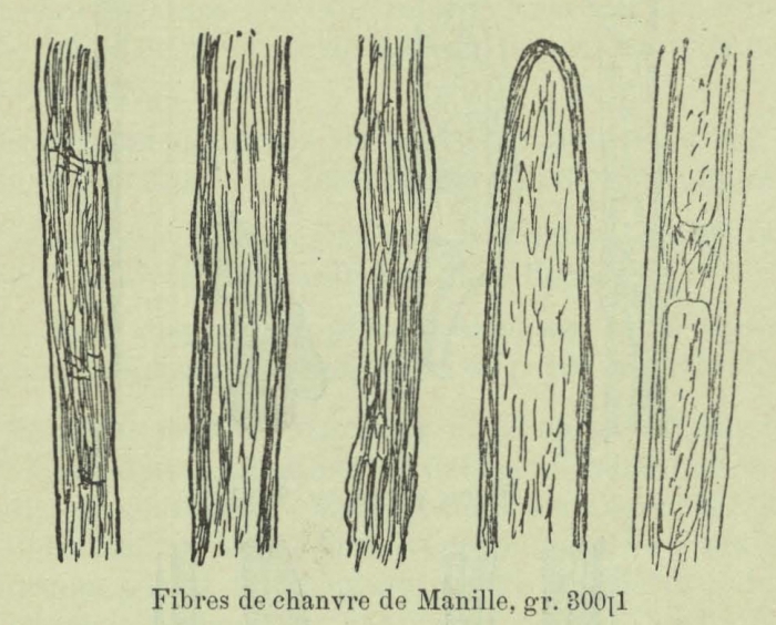 Huwart (1905, fig. A)