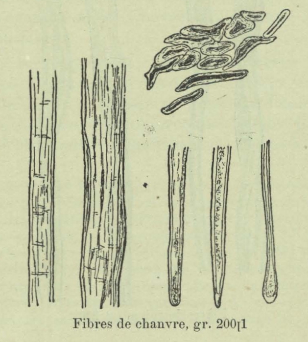 Huwart (1905, fig. B)