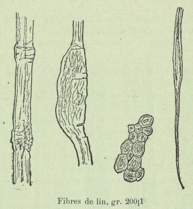 Huwart (1905, fig. C)