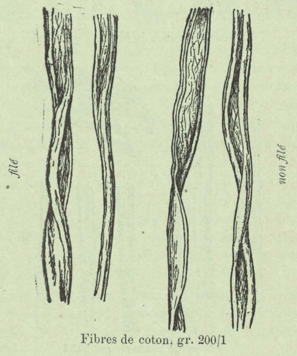 Huwart (1905, fig. D)