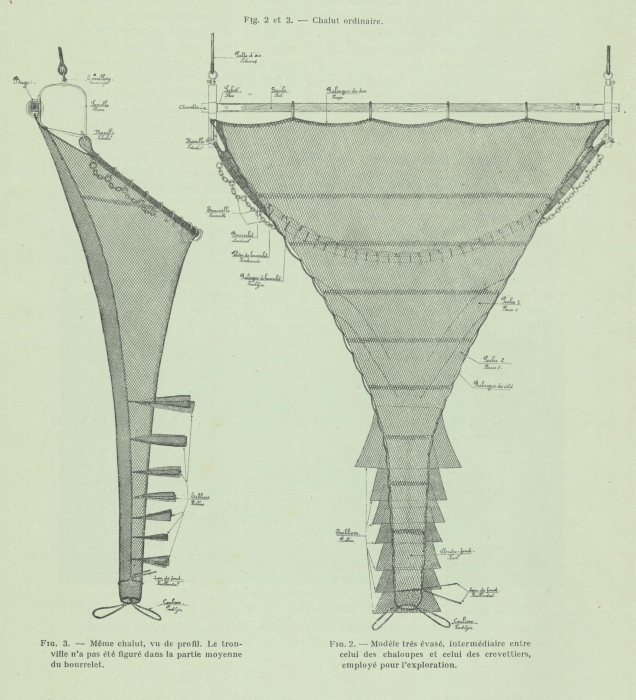 Gilson (1911, fig. 02, 03)