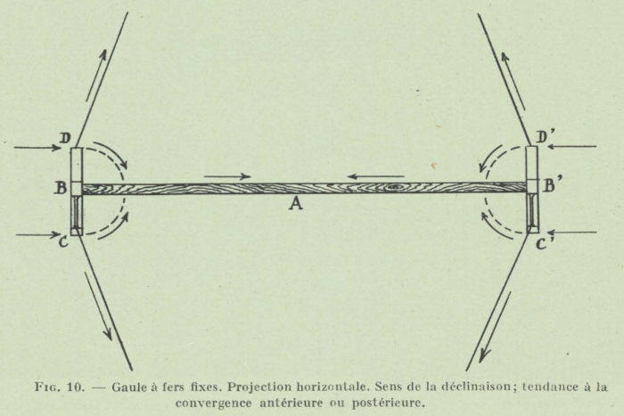 Gilson (1911, fig. 10)