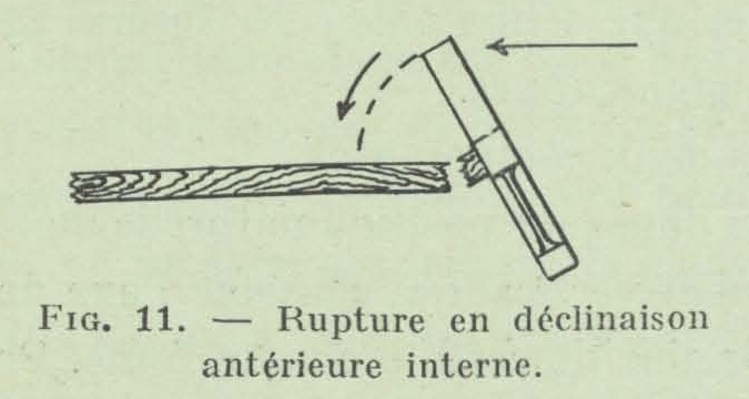 Gilson (1911, fig. 11)