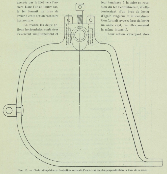 Gilson (1911, fig. 13)