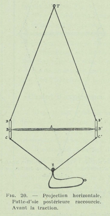 Gilson (1911, fig. 20)