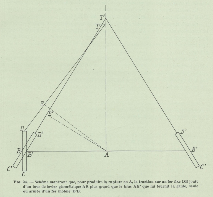 Gilson (1911, fig. 24)