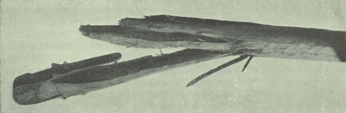 Gilson (1911, fig. 25)