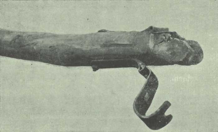 Gilson (1911, fig. 26)