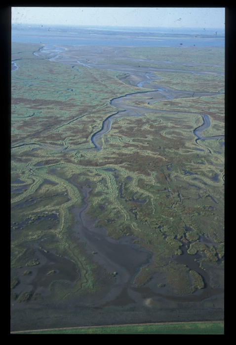 Saeftinge