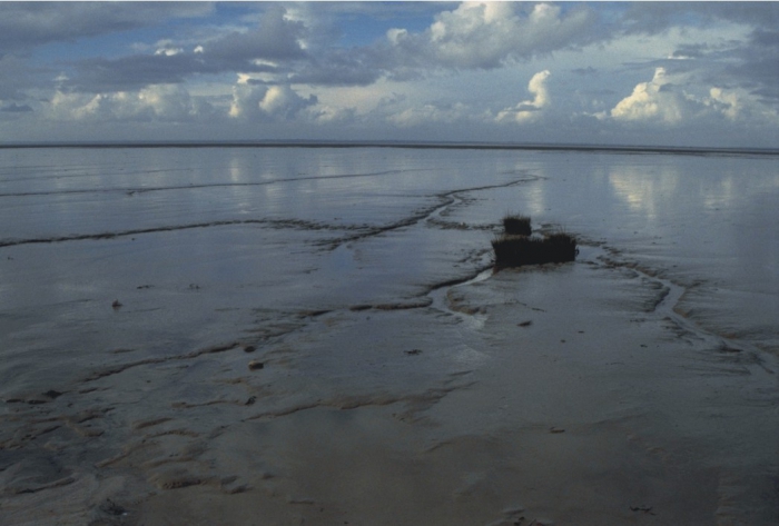 Vast soft-sediment tidal flats in Oosterschelde.