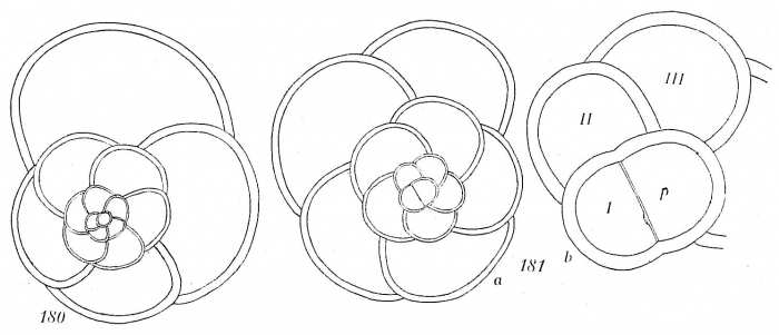 Trochammina rotaliformis