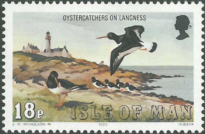 Haematopus ostralegus