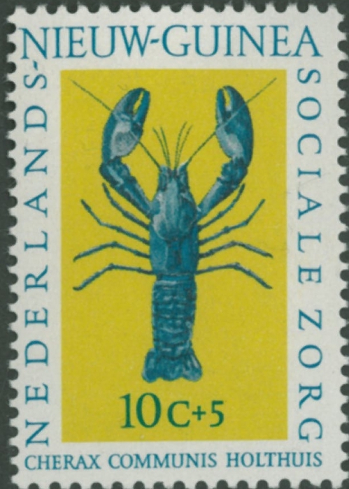 Cherax communis