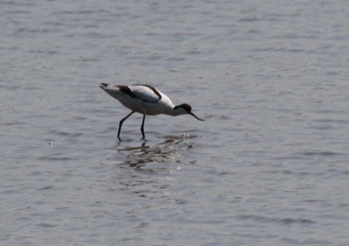 Avocet (Recurvirostra avosetta)