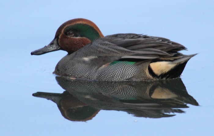 Teal (Anas crecca)