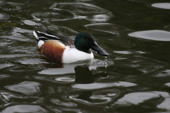 Shoveler (Anas clypeata)