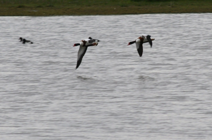 Shelduck (Tadorna tadorna)