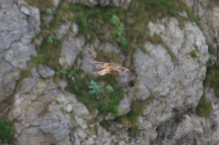 Kestrel (Falco tinnunculus)