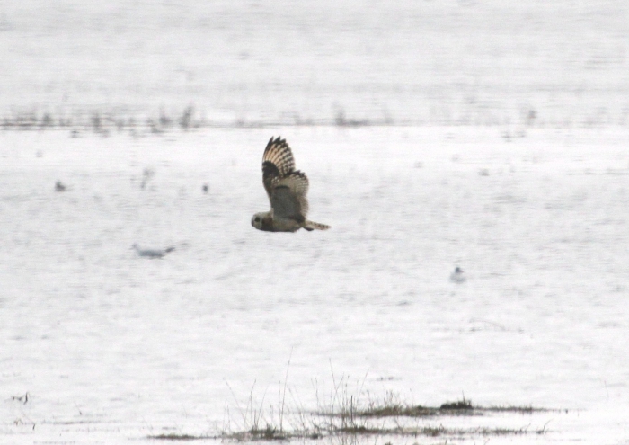 Short-eared Owl (Asio flammeus)