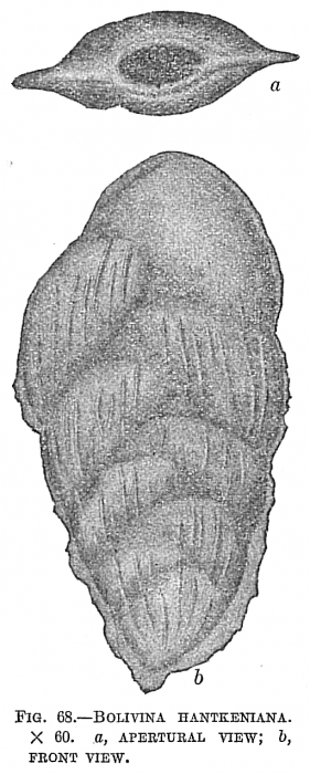 Bolivina hantkeniana