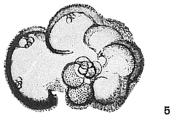 Globigerina aequilateralis