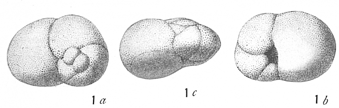 Discorbis allomorphinoides