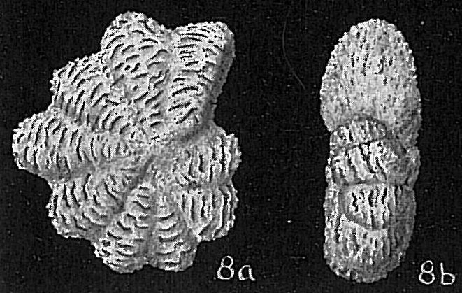 Elphidium milletti