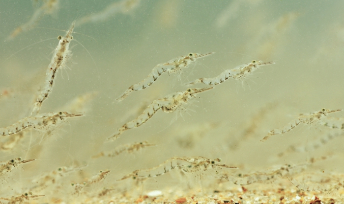 Mysida Mysida