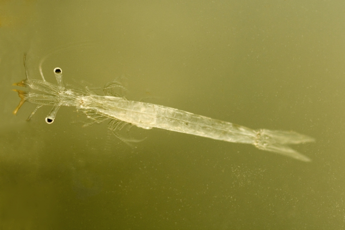 Mesopodopsis slabberi (van Beneden, 1861) Mesopodopsis slabberi (van Beneden, 1861)