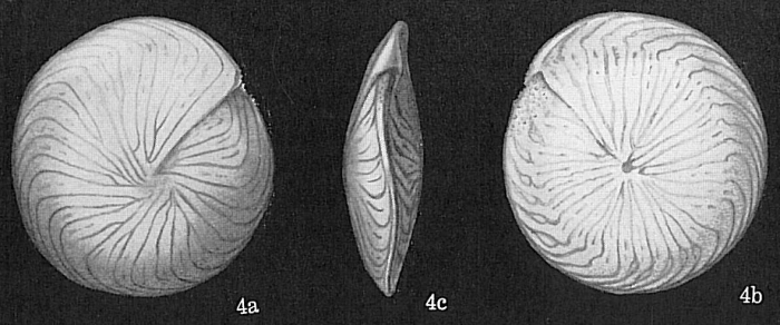 Amphistegina lessonii Amphistegina lessonii
