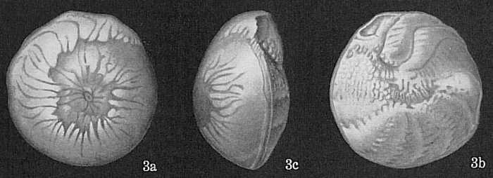 Amphistegina madagascariensis Amphistegina madagascariensis