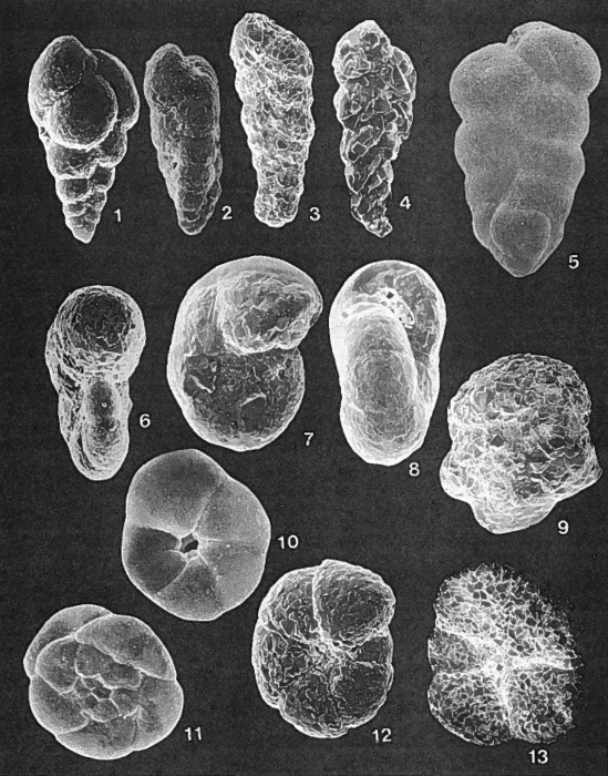 Forams -Plate 6- (Newfoundland)