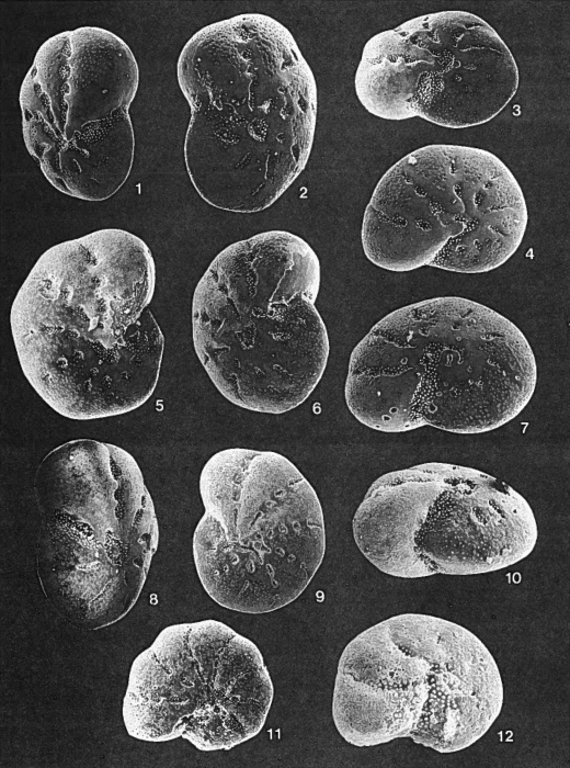 Forams -Plate 15- (Newfoundland)