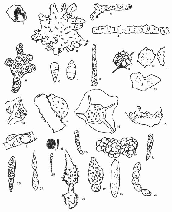 Forams -Plate 16- (Newfoundland) Forams -Plate 16- (Newfoundland)