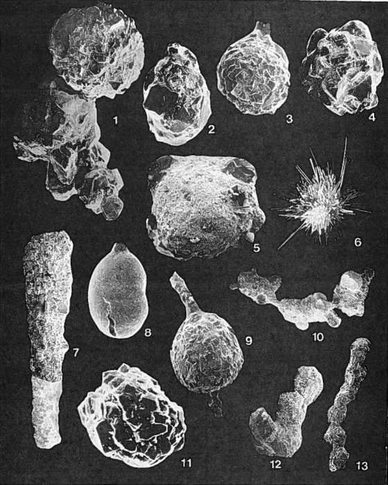 Forams -Plate 3- (Newfoundland)