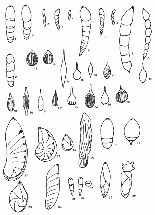 Forams -Plate 18- (Newfoundland) Forams -Plate 18- (Newfoundland)