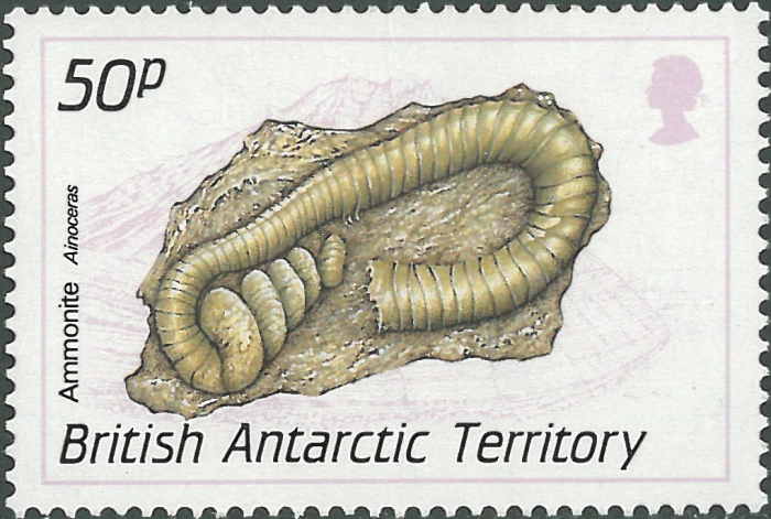 Ainoceras sp.