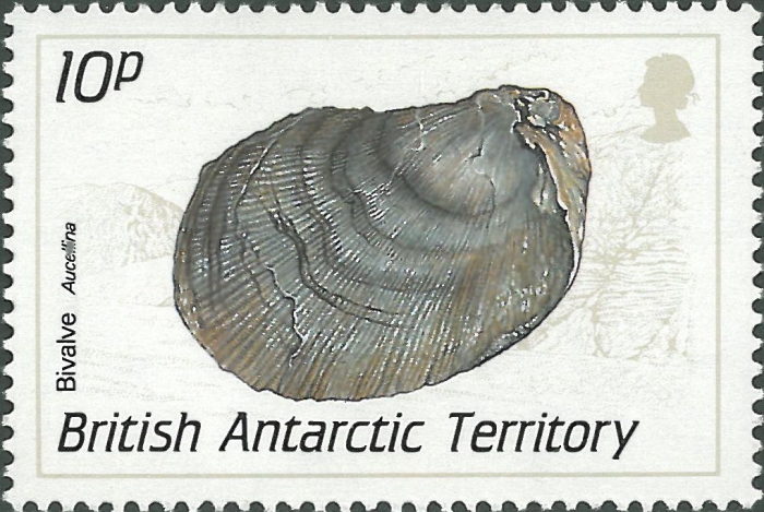 Aucellina sp.