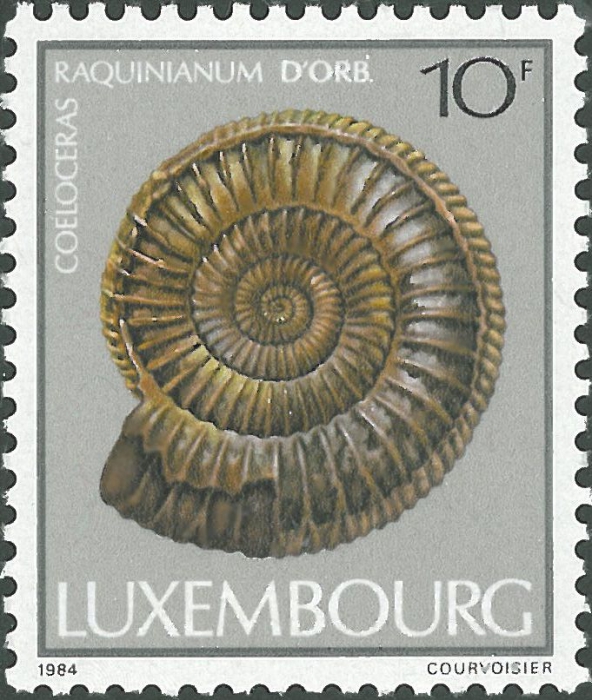 Coeloceras raquinianum