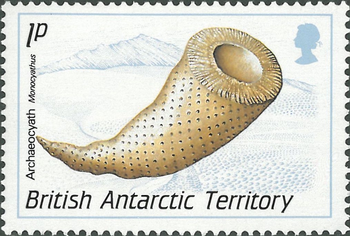 Monocyathus sp.