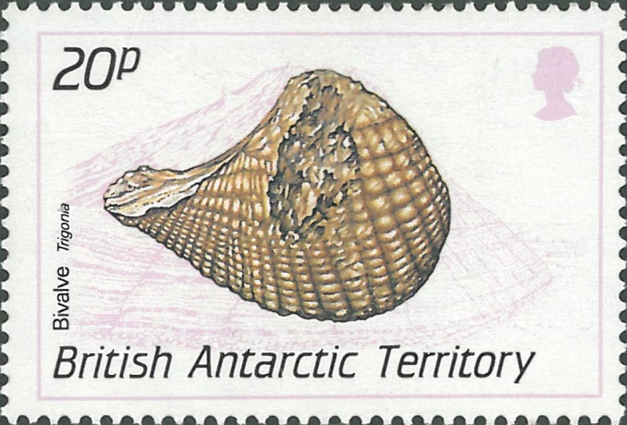 Trigonia sp.