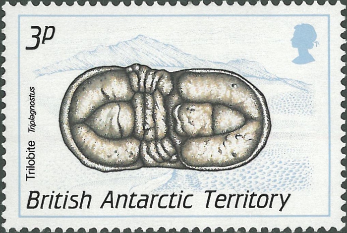 Triplagnostus sp.