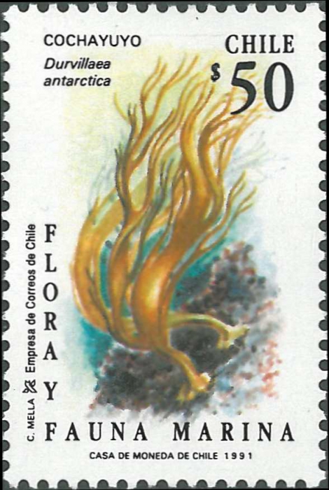 Durvillaea antarctica