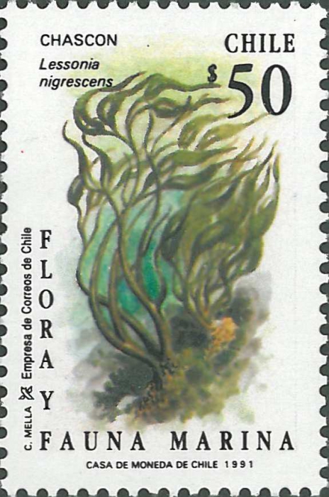 Lessonia nigrescens