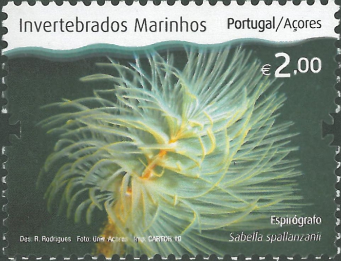 Sabella spallanzanii