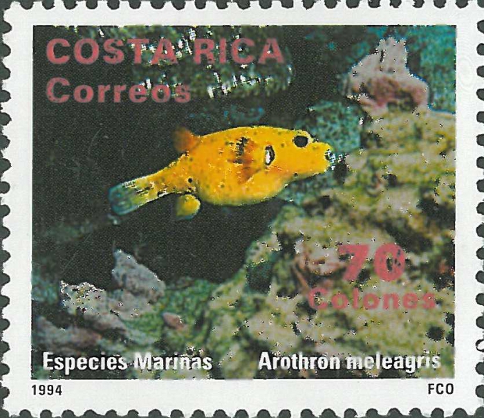 Arothron meleagris