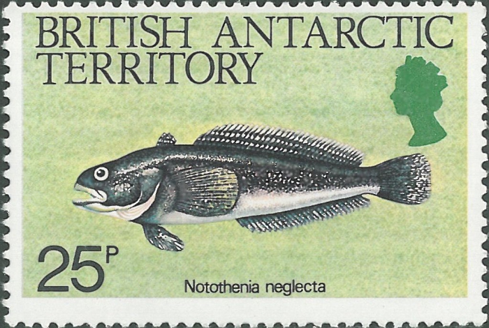 Notothenia neglecta