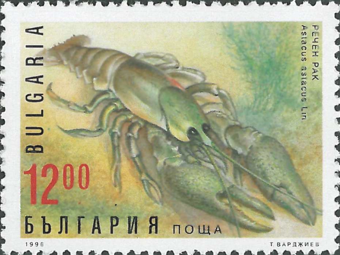 Astacus astacus